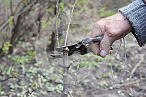Old Gardener Preparing Apple Tree Branch for Grafting with Knife. Old Man Hands Grafting Fruit Trees Step by Step.