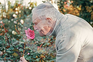 Old gardener sniffs a rose. The old gray-haired farmer is enjoying the result of his work