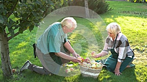 Old gardeners couple, apple basket.
