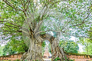 Old gate with banyan root called `Gateway to the passage of time` at ruins of Wat Phra Ngam, Phra Nakorn Si Ayutthaya,