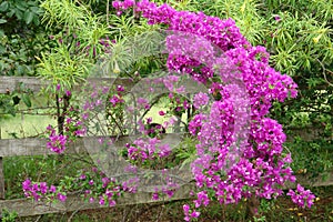 Old gate with flowers ramada