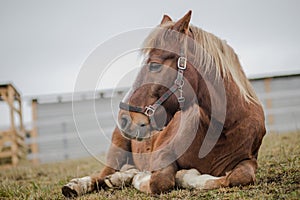 Old gelding horse in halter laying on ground in paddock