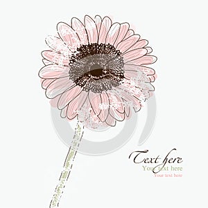 Old Gerbera Daisy flower photo