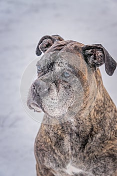Old german boxer sitting on snow and looking on people. People reflex in dog`s eyes