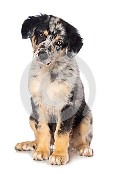 Old german herding puppy isolated on white