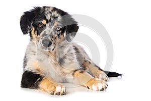 Old german herding puppy isolated on white