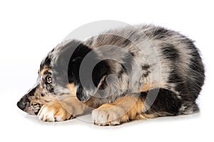 Old german herding puppy isolated on white