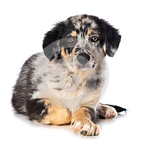 Old german herding puppy isolated on white