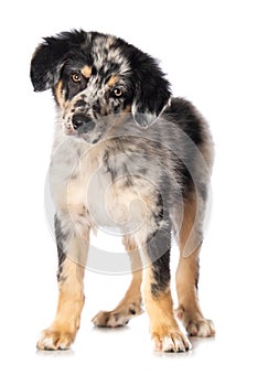 Old german herding puppy isolated on white