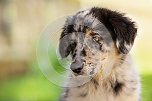 Old german herding puppy in a meadow