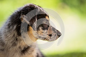 Old german herding puppy in a meadow