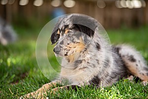 Old german herding puppy in a meadow