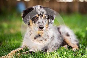 Old german herding puppy in a meadow