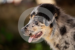 Old german herding puppy in a meadow