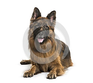 Old German Shepherd Dog lying in front of white background