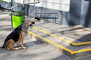 Old German Shepherd dog sits by green trash can on sidewalk