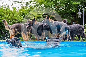 Old German Shepherd dogs playing at a swimming pool