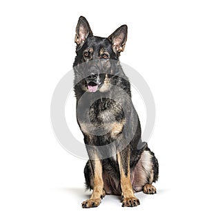 Old German shepherd graying, sitting, looking at camera, isolated on white