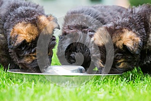 Old German shepherd puppies at the feeding bowl