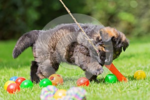 Old German shepherd puppy plays with a flirt tool