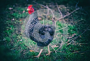 Old German Sperber rooster race walking