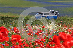 Old german vintage campervan cruising trough beautiful poppy field, Poland