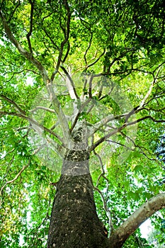 Old giant green tree