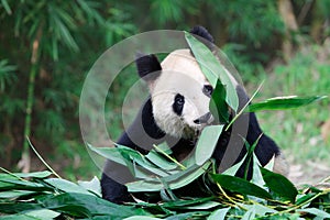 Old giant panda photo