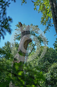 Old giant Poplar tree on golf course