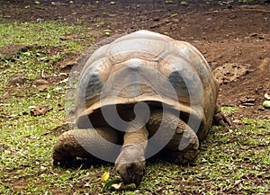 Vecchio gigante tartaruga 