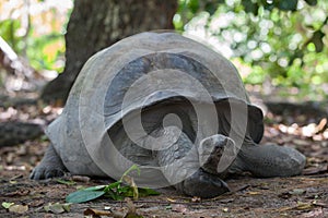 Old giant turtle portrait Seychelles