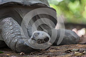 Old giant turtle portrait Seychelles