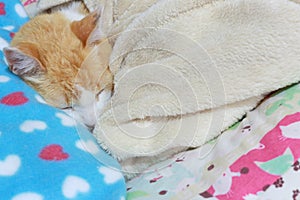 Old ginger cat laid on his bed keeping himself warm
