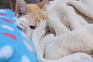 Old ginger cat laid on his bed keeping himself warm