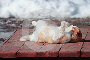 Old ginger cat sunbathing on a wooden porch