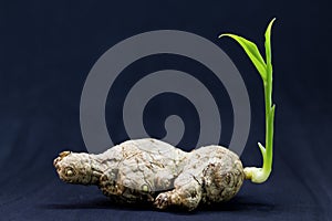 Old ginger root with young green sprout. Spring sprout of plant.