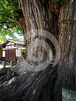 Old ginkgo tree in Kokubunji temple, Takayama, Japan