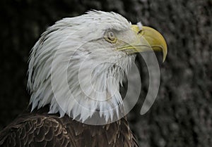 Old Glory Bald Eagle