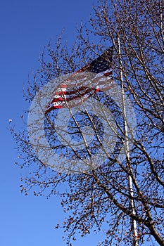 Old Glory Flying behind tree