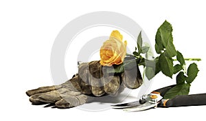 Old gloves, clippers and a yellow rose on a white background