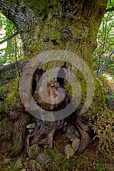 Old gnarled hollow tree looking like a scary face