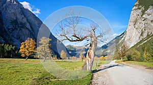 Old gnarled maple tree at Ahornboden valley Karwendel alps, in autumn