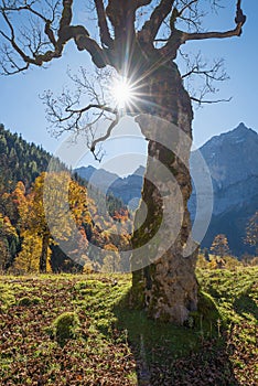 Old gnarled maple tree at ahornboden valley, tirol