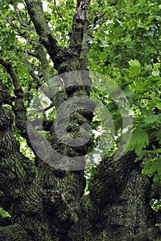 Old gnarled tree