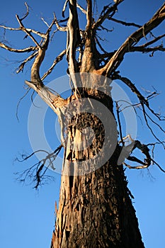 Viejo agrietado un árbol 