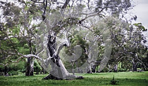 Old gnarled tree