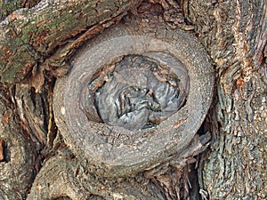Old gnarled tree