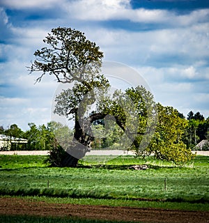 Old gnarled tree against cloudy sky