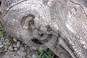 Old Gnarled Tree Greying With Age photo