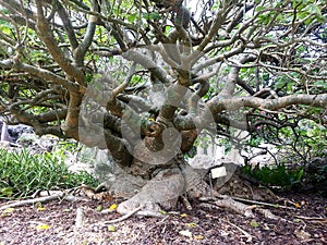 Old and Gnarled Tree With Many Limbs and a Large Trunk